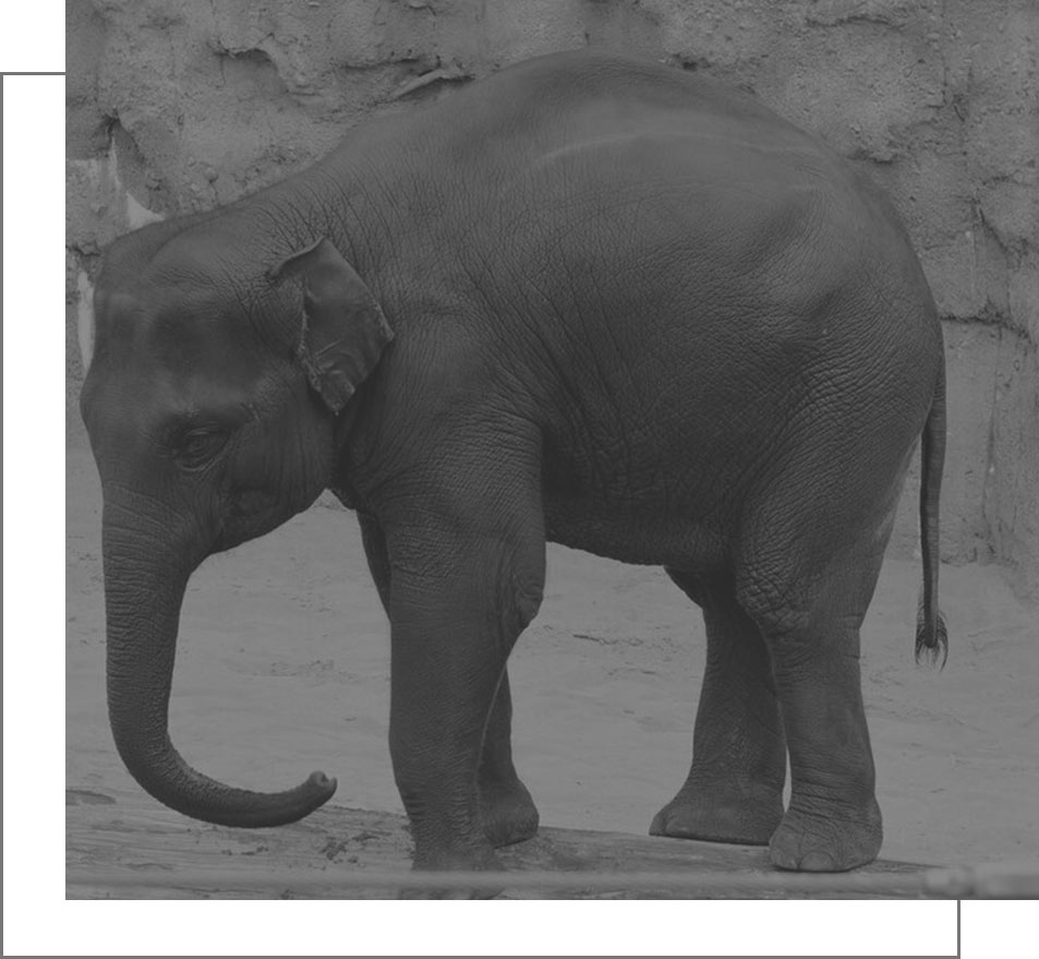 Meet the Deceased Oregon Zoo Elephant Lily | Free the Oregon Zoo Elephants