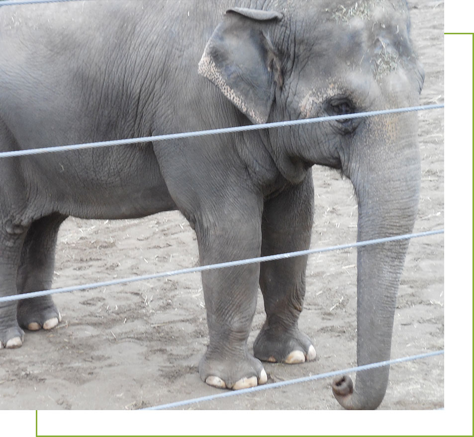 Meet the Oregon Zoo Elephant Shine | Free the Oregon Zoo Elephants