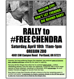 Rally to Free Chendra Flier Cover | Free the Oregon Zoo Elephants