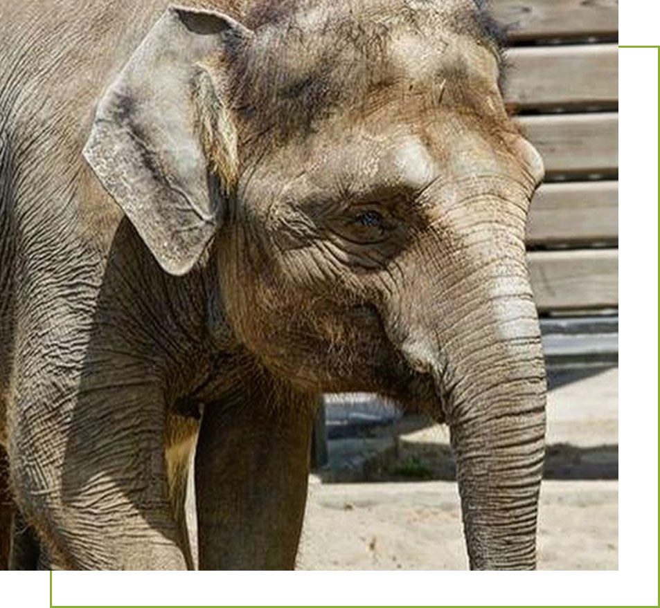 Breeding Program for Oregon Zoo Elephant Chendra | Free the Oregon Zoo Elephants: FOZE