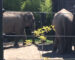 Rose_Tu and Shine showing atypical behavior | Free the Oregon Zoo Elephants